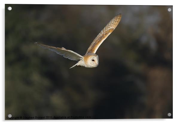 Barn Owl Acrylic by Stephen Durrant