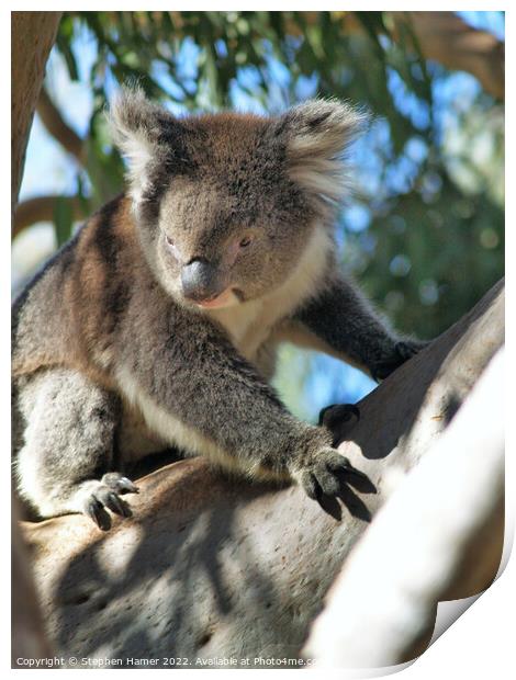 Kings Park Koala Print by Stephen Hamer