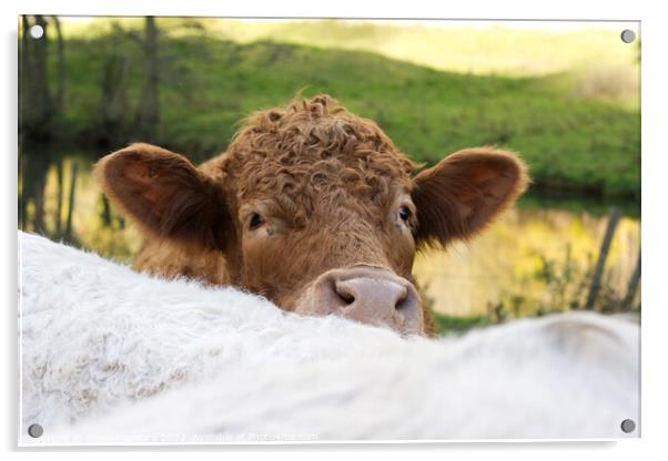 Curious brown cow Acrylic by Elaine Hayward