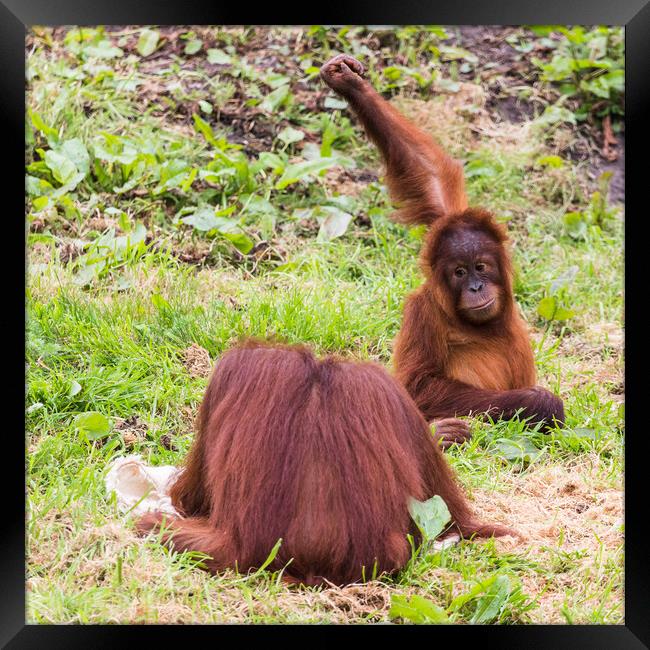 Young Sumatran Orangutan playing Framed Print by Jason Wells