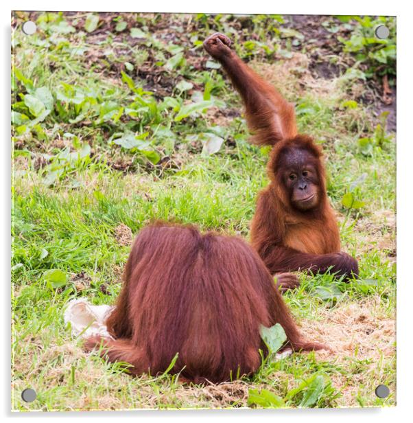 Young Sumatran Orangutan playing Acrylic by Jason Wells
