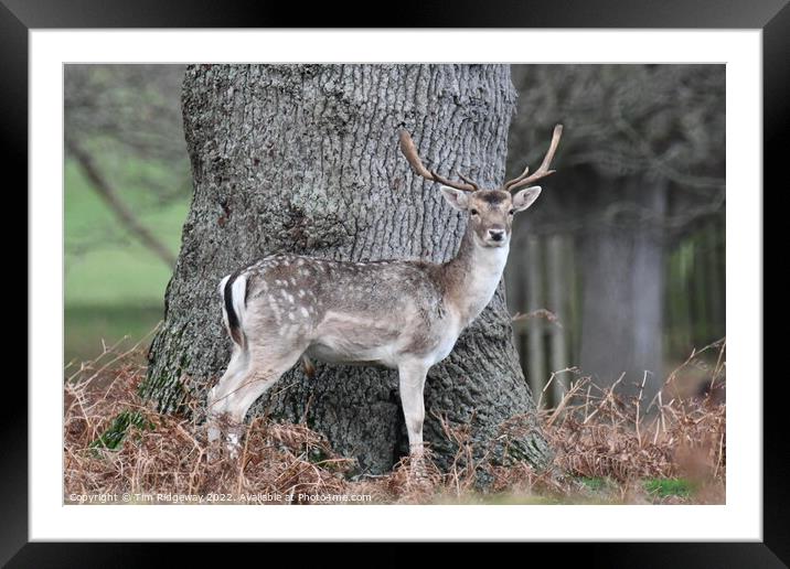 Deer keeping watch  Framed Mounted Print by Tim Ridgeway