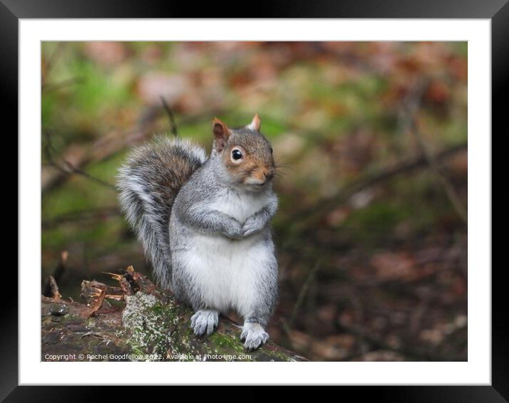 Posing Squirrel Framed Mounted Print by Rachel Goodfellow