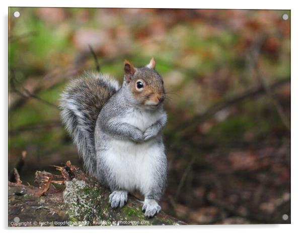 Posing Squirrel Acrylic by Rachel Goodfellow