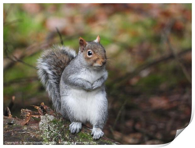 Posing Squirrel Print by Rachel Goodfellow