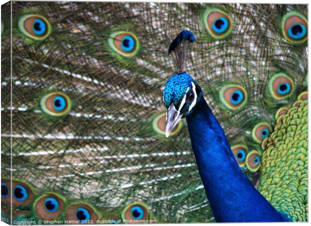 Proud as a Peacock Canvas Print by Stephen Hamer
