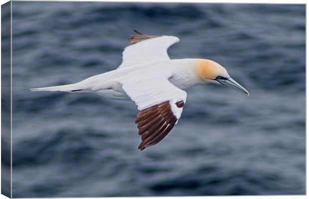 Northern Gannet (Morus bassanus) Searching for Tea Canvas Print by Martyn Arnold