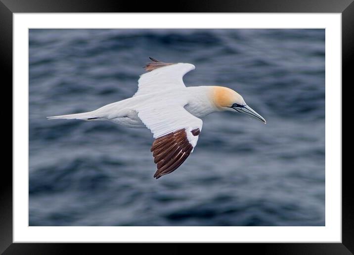 Northern Gannet (Morus bassanus) Searching for Tea Framed Mounted Print by Martyn Arnold