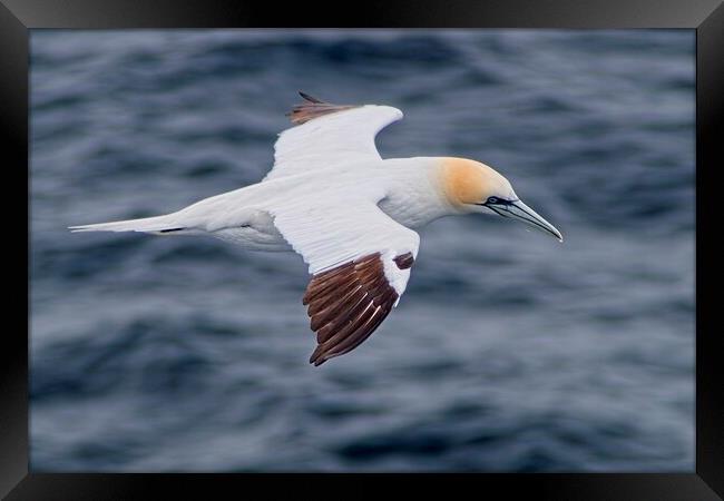 Northern Gannet (Morus bassanus) Searching for Tea Framed Print by Martyn Arnold