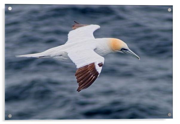 Northern Gannet (Morus bassanus) Searching for Tea Acrylic by Martyn Arnold