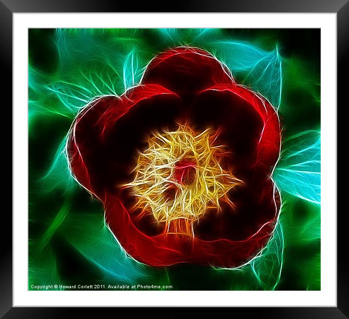 Red tulip Framed Mounted Print by Howard Corlett