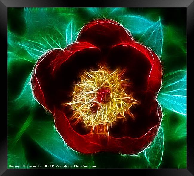 Red tulip Framed Print by Howard Corlett