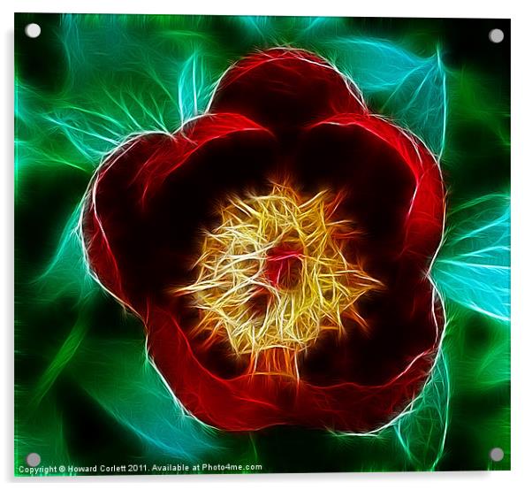 Red tulip Acrylic by Howard Corlett