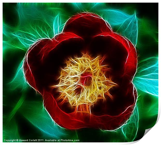 Red tulip Print by Howard Corlett