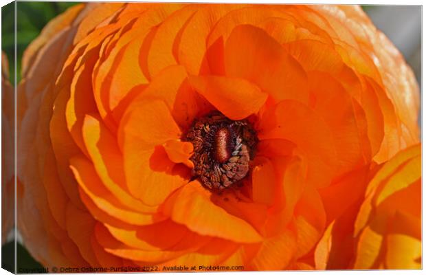 Bright Orange Ranunculus Flower Macro Canvas Print by Debra Osborne-Pursglove