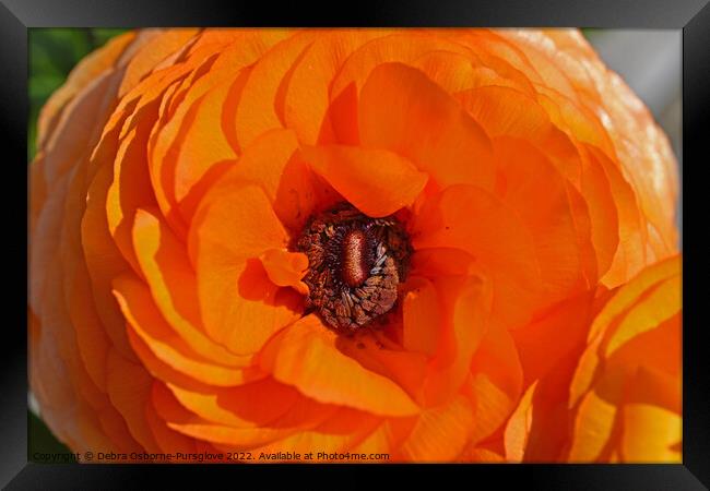 Bright Orange Ranunculus Flower Macro Framed Print by Debra Osborne-Pursglove