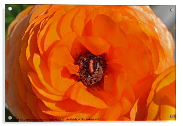 Bright Orange Ranunculus Flower Macro Acrylic by Debra Osborne-Pursglove