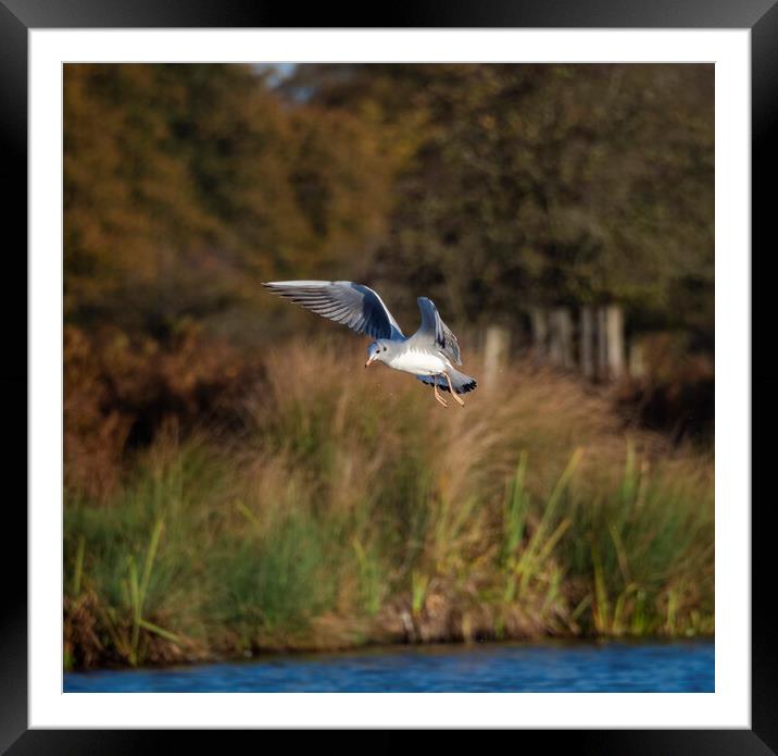 Flight Of The Gull Framed Mounted Print by Clive Eariss