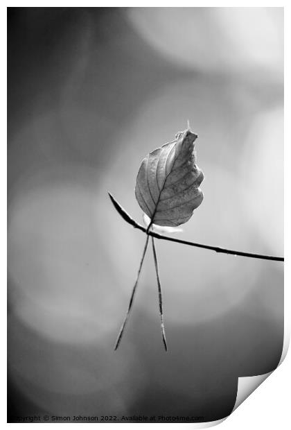 leaf in monochrome  Print by Simon Johnson