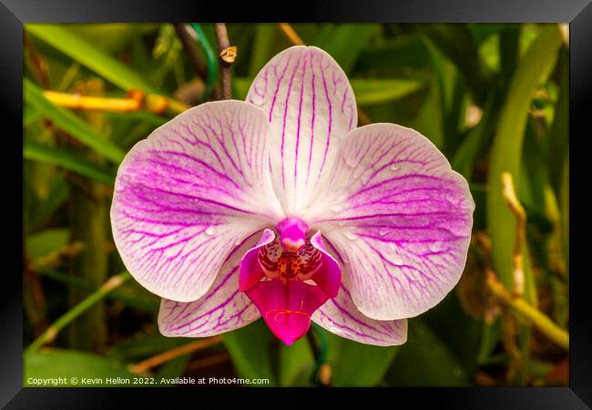 Beautiful purple and white ochid flower Framed Print by Kevin Hellon