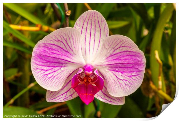 Beautiful purple and white ochid flower Print by Kevin Hellon