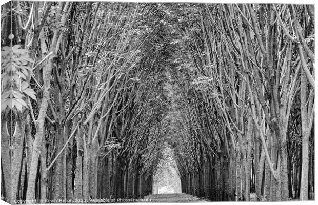 Cathedral of rubber trees Canvas Print by Kevin Hellon