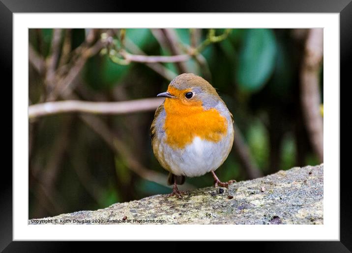 Robin Framed Mounted Print by Keith Douglas