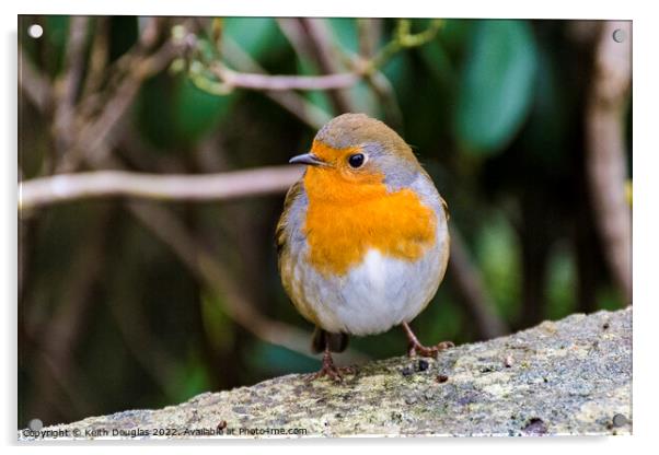 Robin Acrylic by Keith Douglas