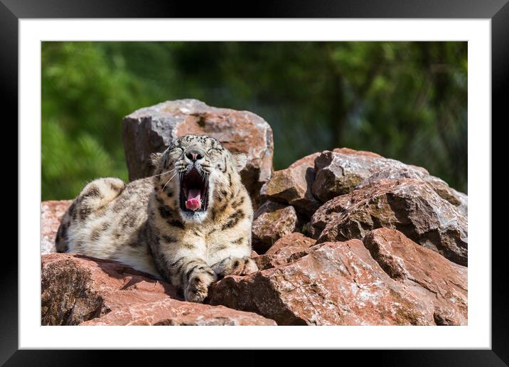 Snow Leopard yawning Framed Mounted Print by Jason Wells