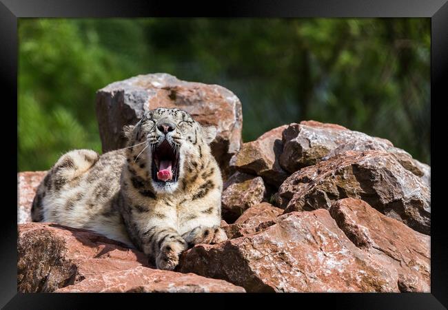 Snow Leopard yawning Framed Print by Jason Wells