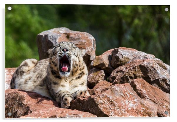 Snow Leopard yawning Acrylic by Jason Wells
