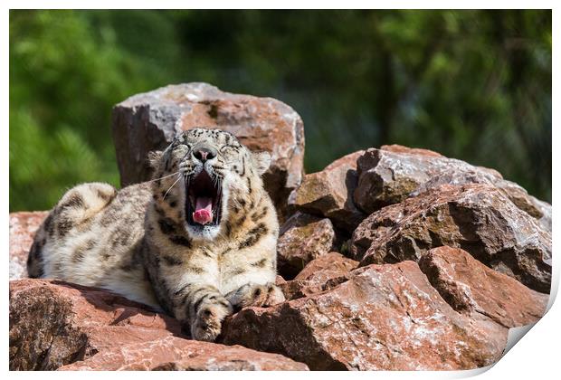 Snow Leopard yawning Print by Jason Wells