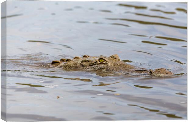 American Crocodile lurking in the water Canvas Print by Jason Wells