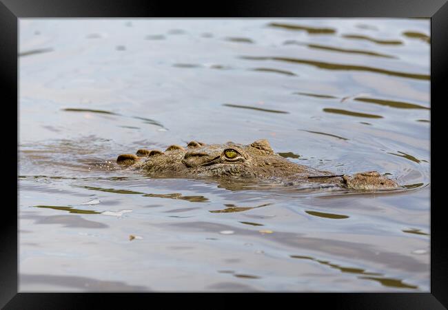 American Crocodile lurking in the water Framed Print by Jason Wells