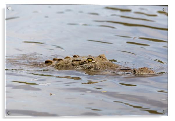 American Crocodile lurking in the water Acrylic by Jason Wells