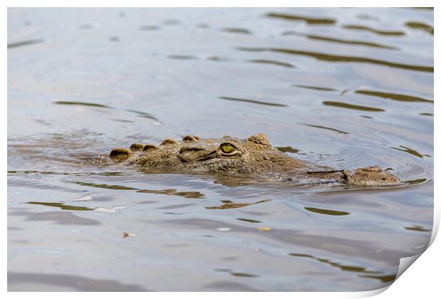 American Crocodile lurking in the water Print by Jason Wells