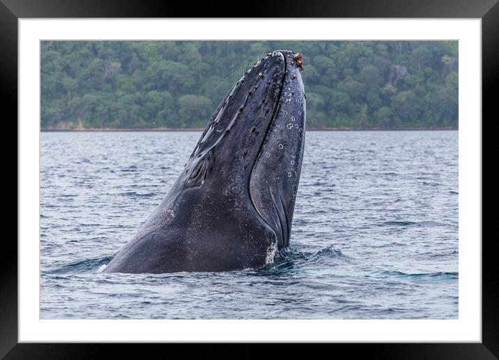 Close-up of a humpback whale breaching Framed Mounted Print by Jason Wells