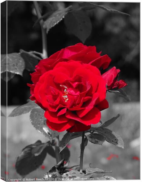 The Red rose Canvas Print by Robert Beecham