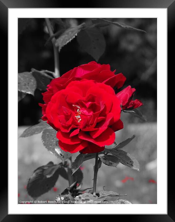 The Red rose Framed Mounted Print by Robert Beecham