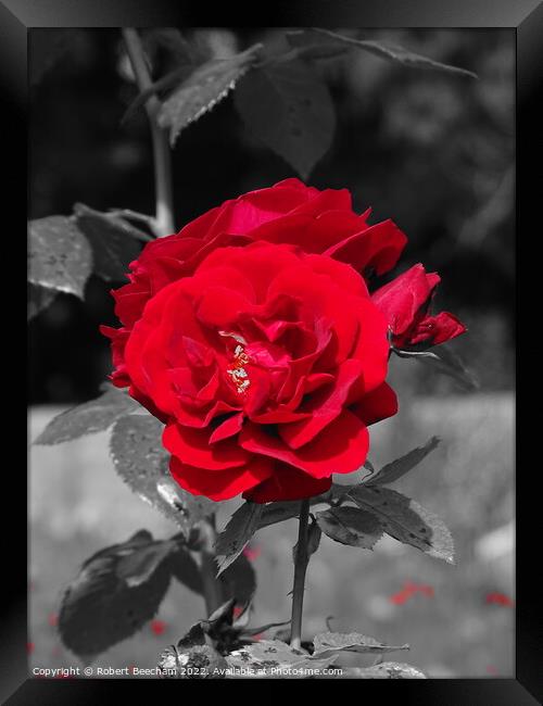 The Red rose Framed Print by Robert Beecham
