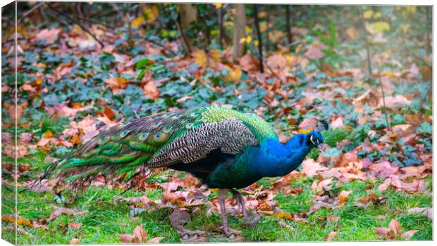 peacock on grass and dry leaves Canvas Print by David Galindo