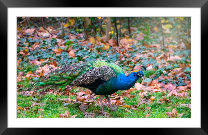 peacock on grass and dry leaves Framed Mounted Print by David Galindo