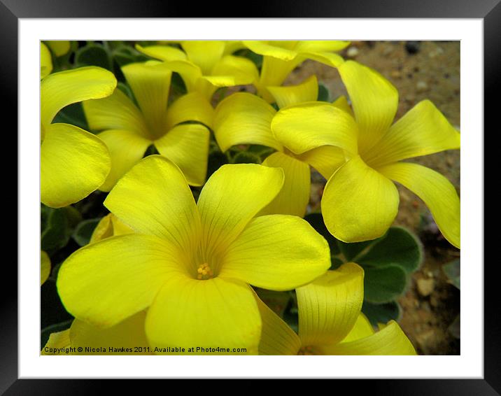 Common Yellow Oxalis Framed Mounted Print by Nicola Hawkes