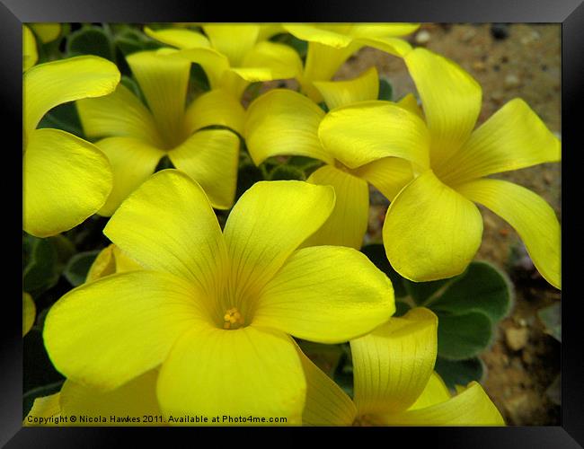 Common Yellow Oxalis Framed Print by Nicola Hawkes