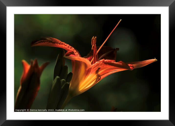 Throat Shadows Framed Mounted Print by Donna Kennedy