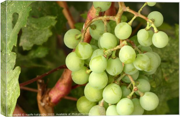 a bunch of grapes starting to ripen, a bunch of grapes on a vine, Canvas Print by nazife hatipoğlu