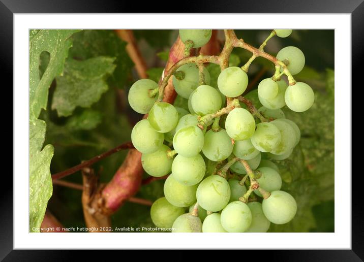 a bunch of grapes starting to ripen, a bunch of grapes on a vine, Framed Mounted Print by nazife hatipoğlu