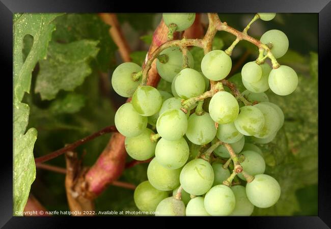 a bunch of grapes starting to ripen, a bunch of grapes on a vine, Framed Print by nazife hatipoğlu