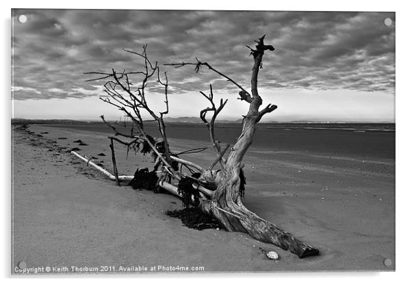Beached Tree Acrylic by Keith Thorburn EFIAP/b