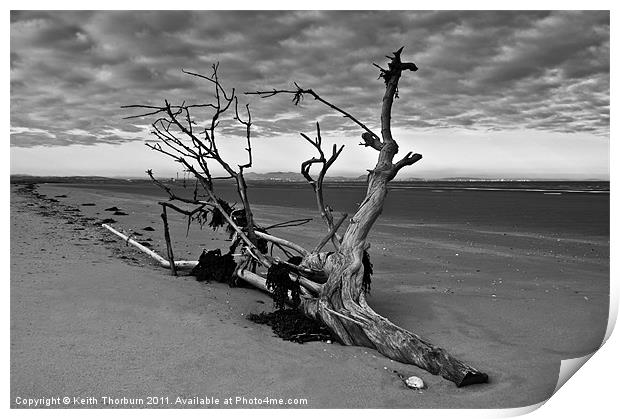 Beached Tree Print by Keith Thorburn EFIAP/b